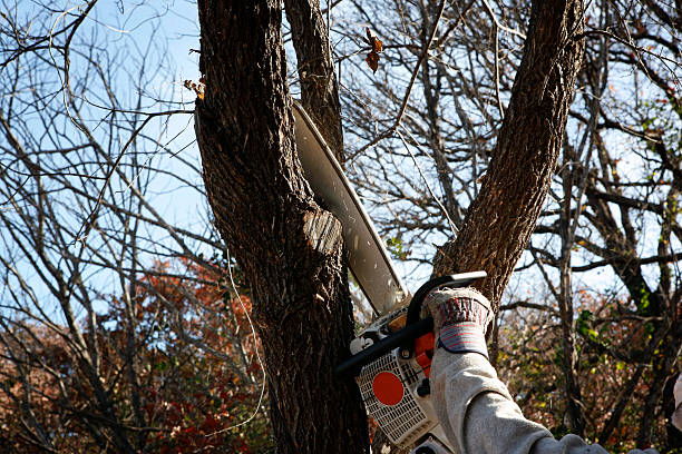 Best Tree Removal  in Prospect, PA