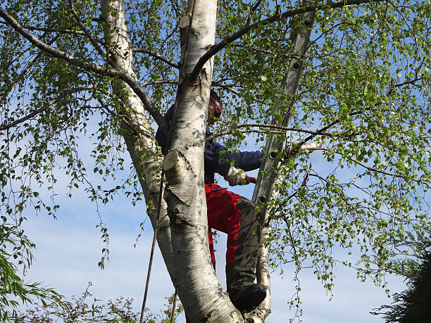 Prospect, PA Tree Services Company