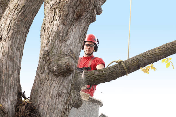 Best Tree and Shrub Care  in Prospect, PA